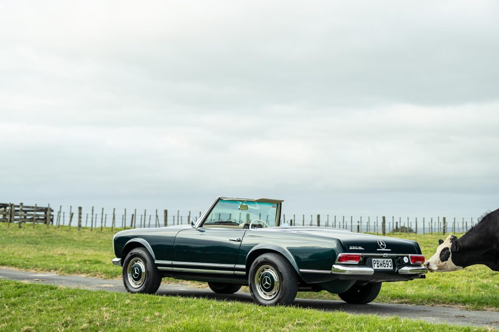 Cow licking the Mercedes-Benz 230 SL Pagoda's bumper, rear quarter