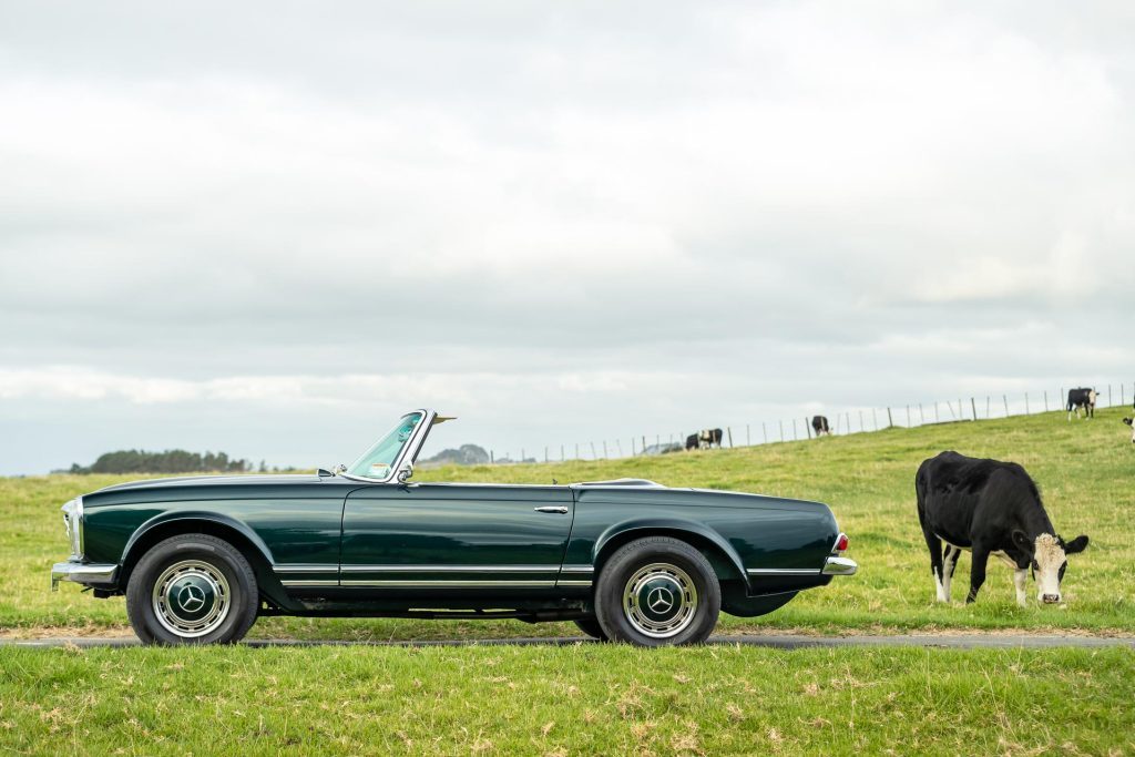 Side profile of the Mercedes-Benz 230 SL Pagoda, in a field with a cow